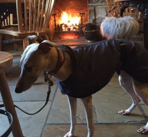 Fleur drying off in front of the cosy bar fire after a chilly walk in the wind and snow!